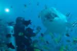 Tiger Shark Eating