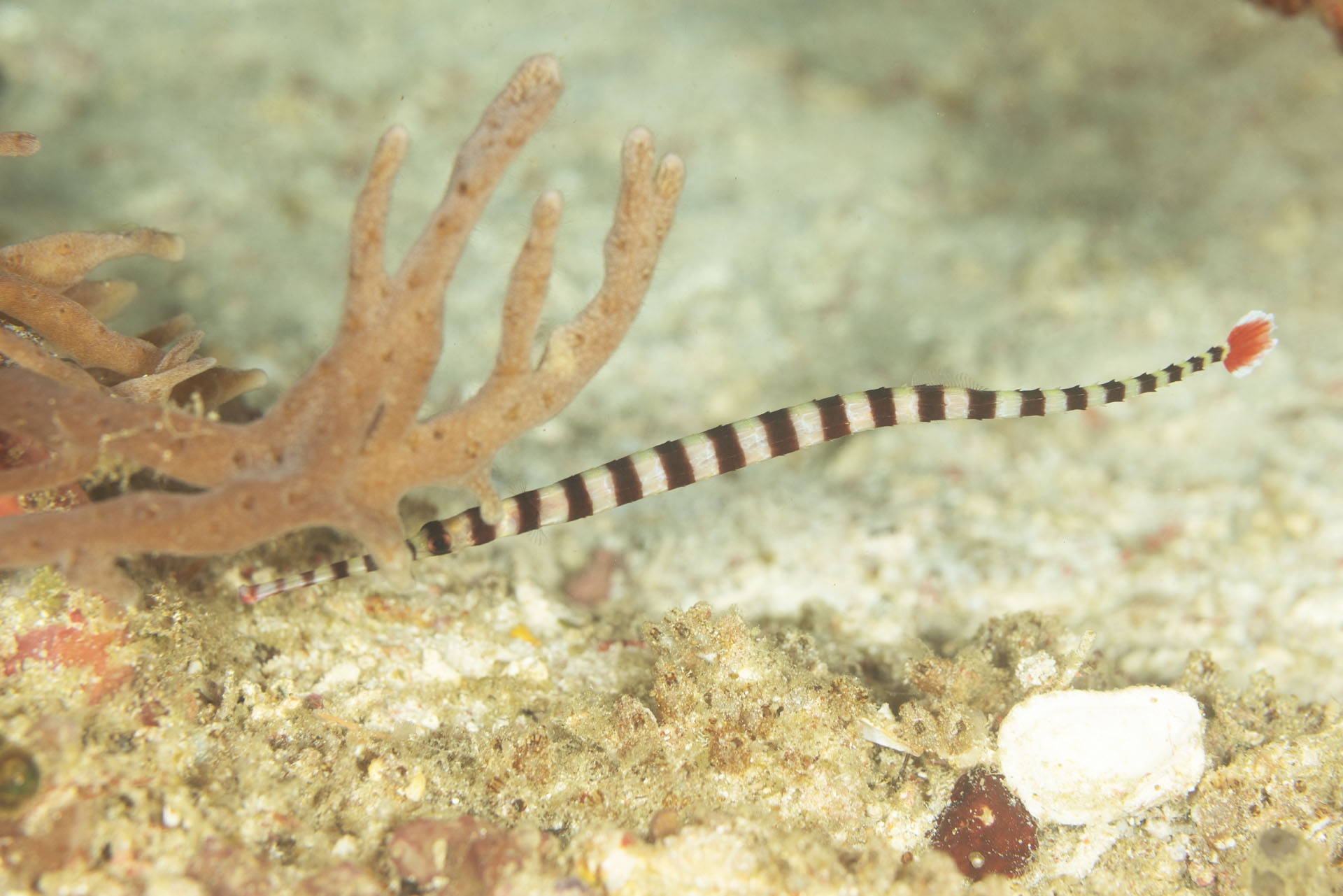 106 0201 (Jan 28, 2026)