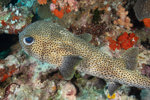 Spotted Pufferfish