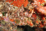 Scorpionfish