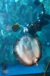 Feeding Mangrove Ray