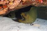 Green Moray Eel