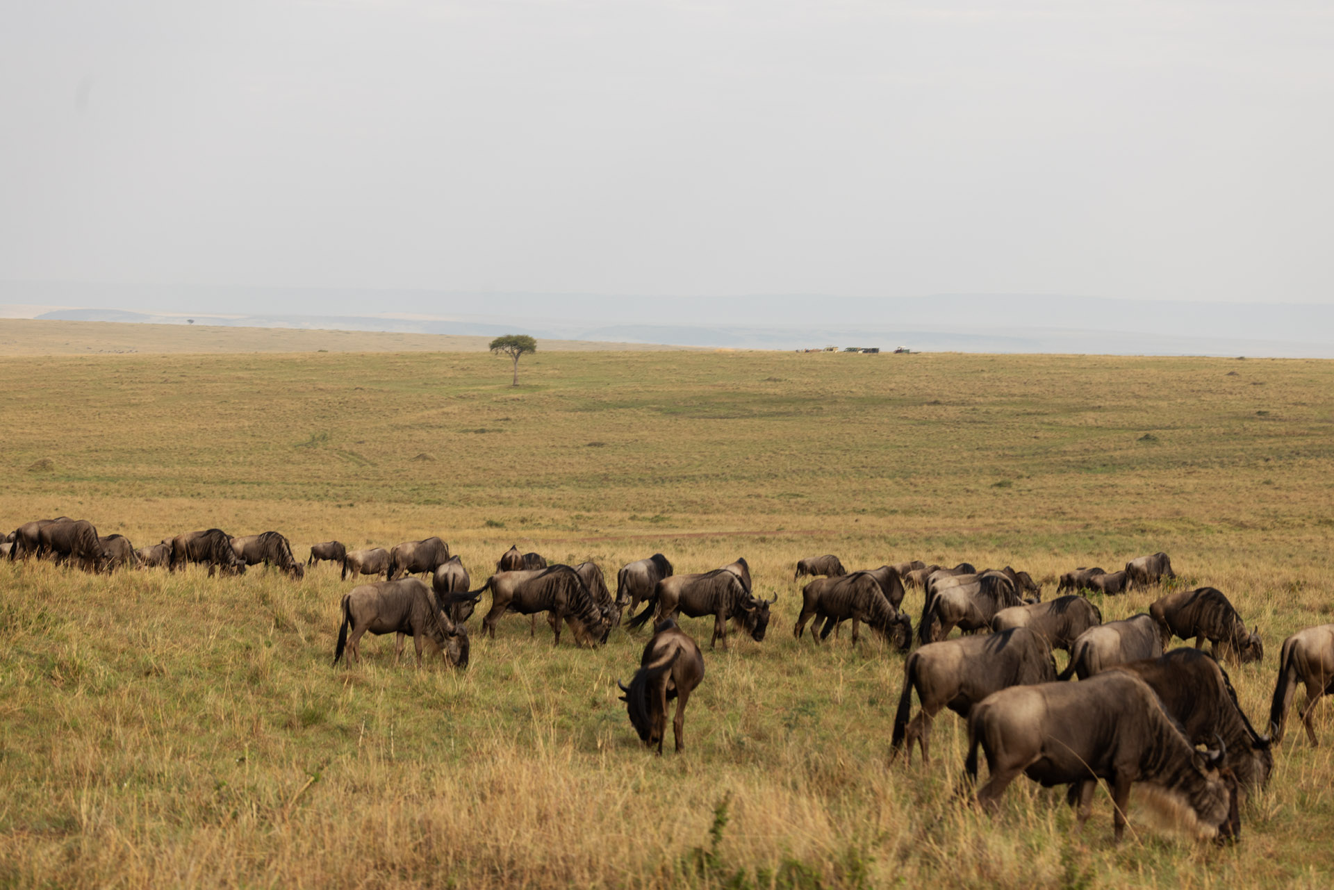 Wildebeest Herd (Sep 27, 2025)