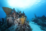 Coral Reef