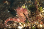 Thorny Seahorse