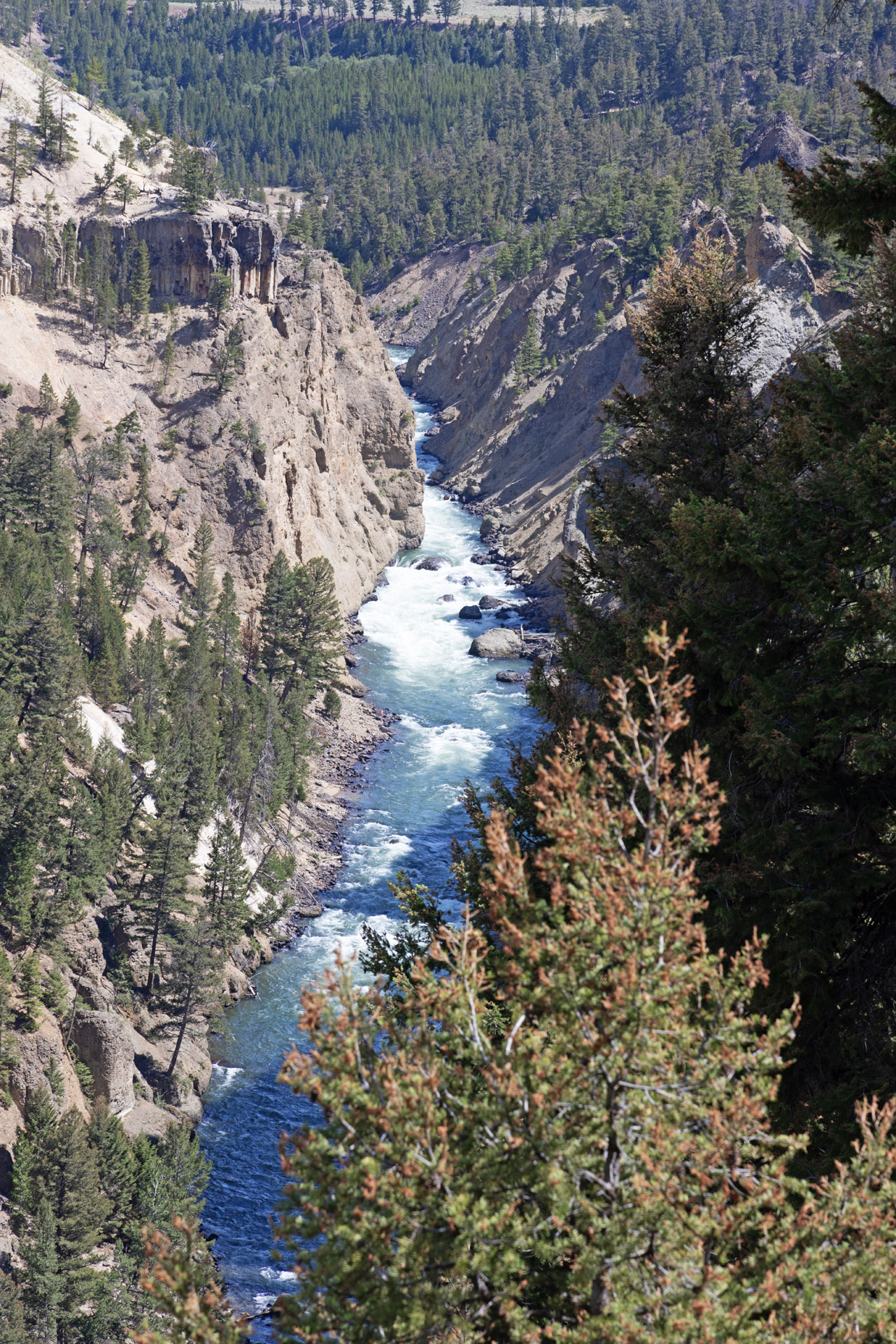 Grand Canyon of Yellowstone (Jul 25, 2025)