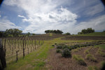 Justin Winery Vineyard