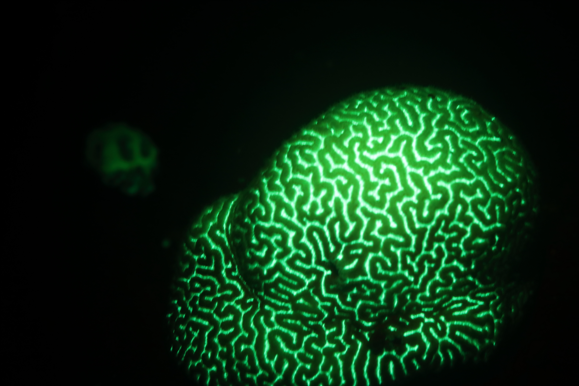 Bioflourescent Photography (Dec 26, 2021)