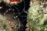 Banded Coral Shrimp