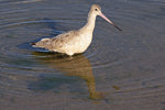 Marbled Godwit