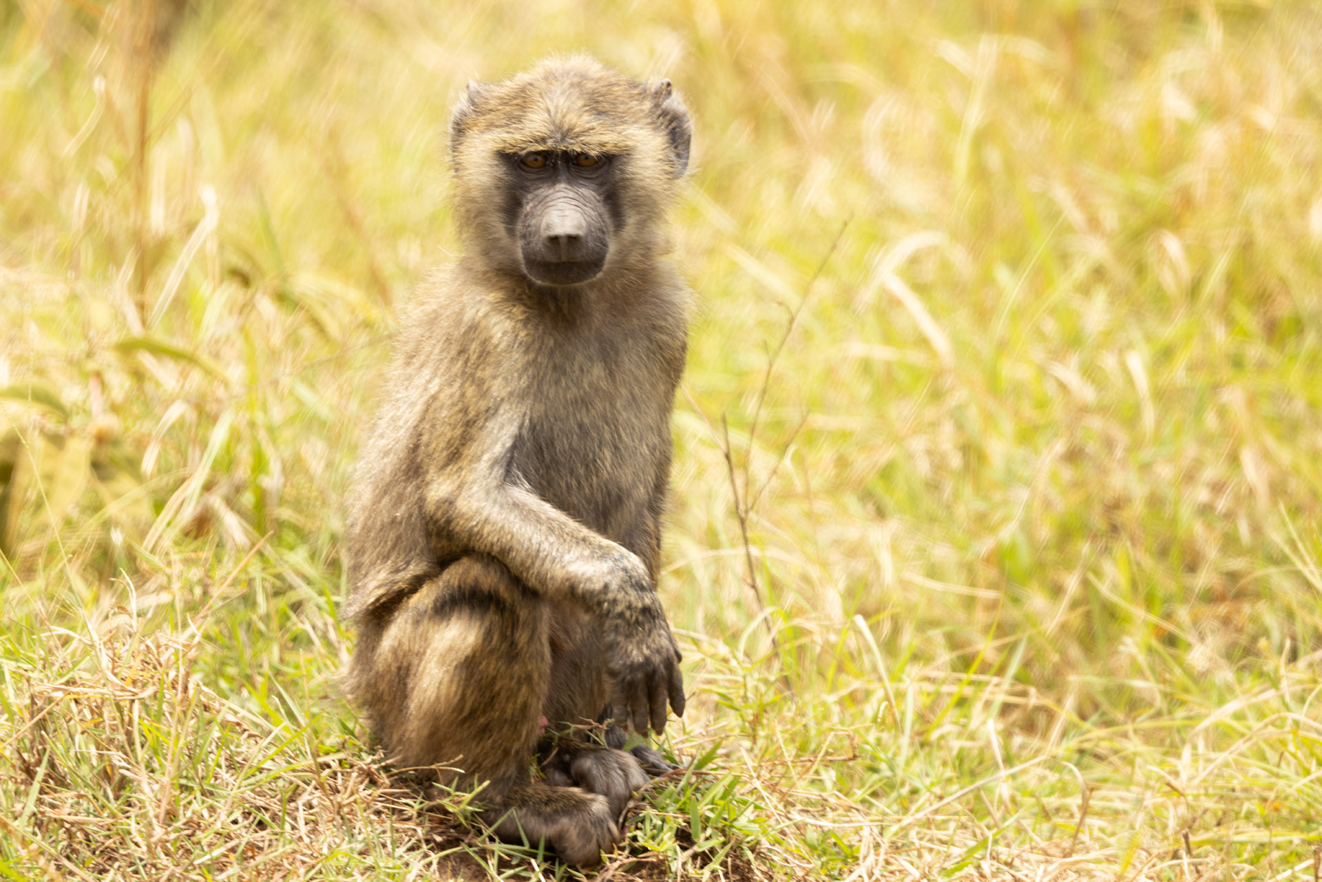 Baboon (Sep 27, 2025)