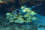 A school of Grunt