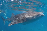 Whale Shark
