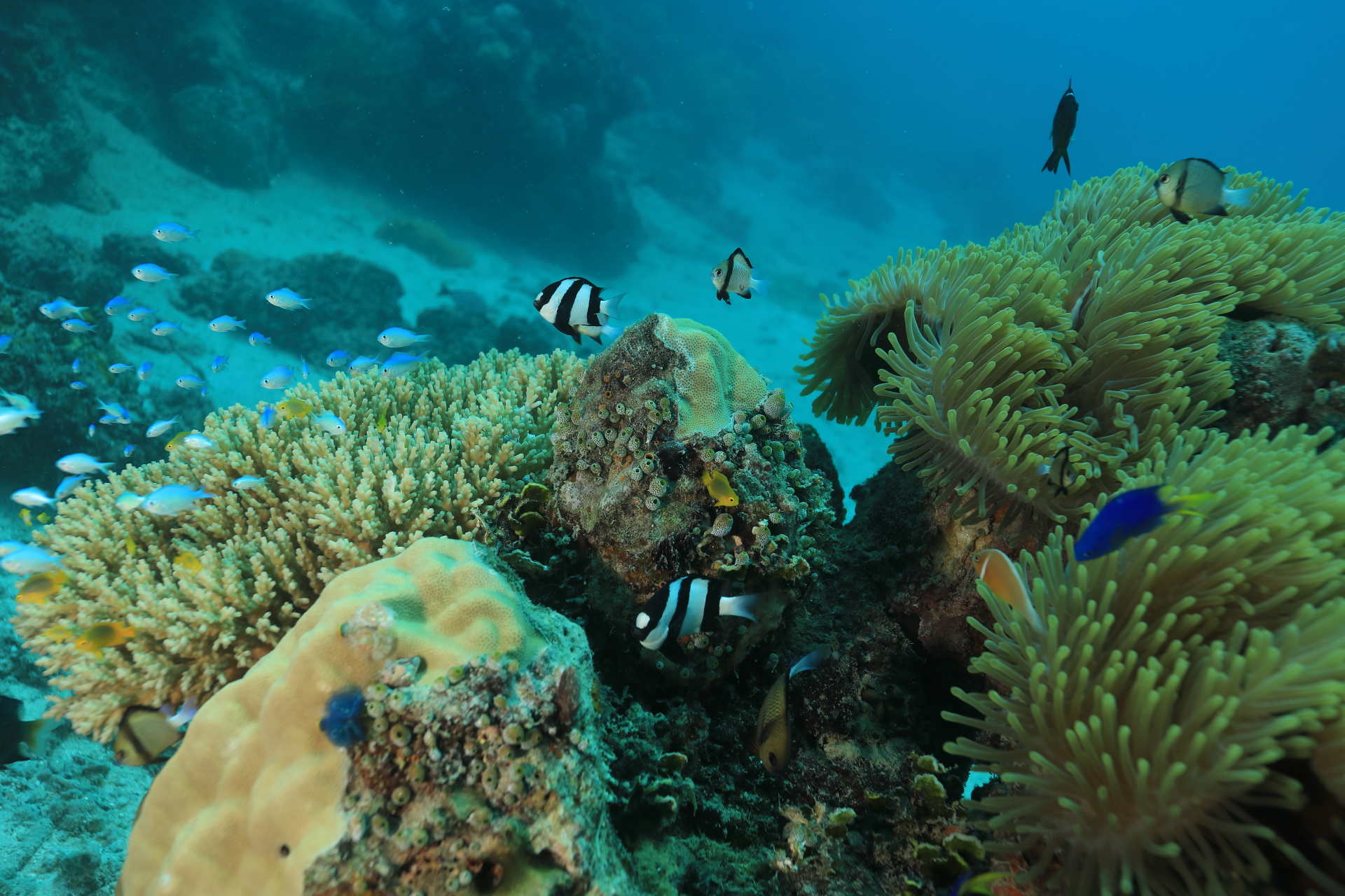 Reef Life (Dec 25, 2021)