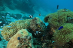 Reef Life