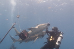 Lemon Shark