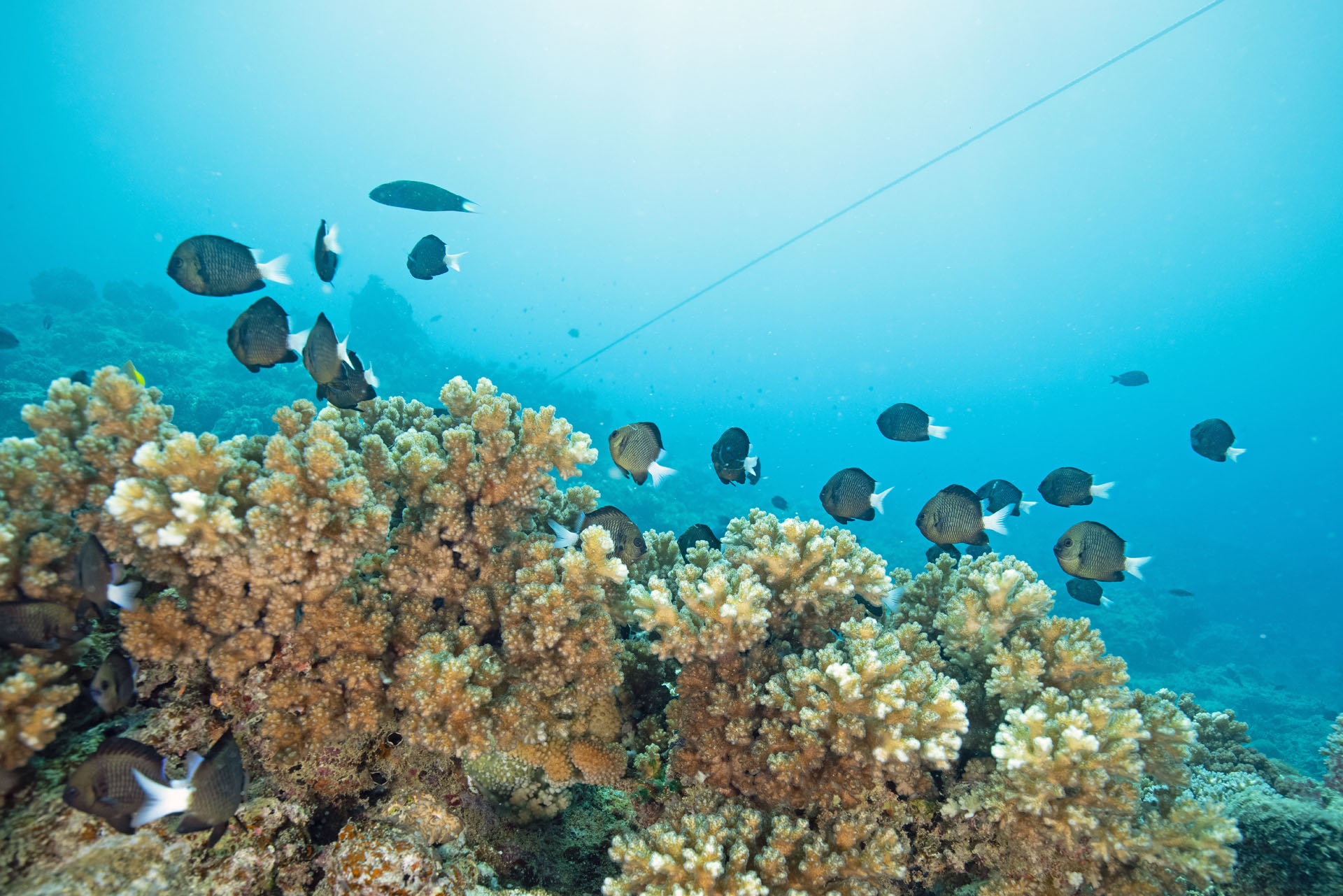 Reef Life with Bicolor Chromis (Apr 28, 2024)