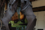 Sleeping Bats at Tirta Gangga Water Palace