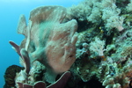Giant Frogfish