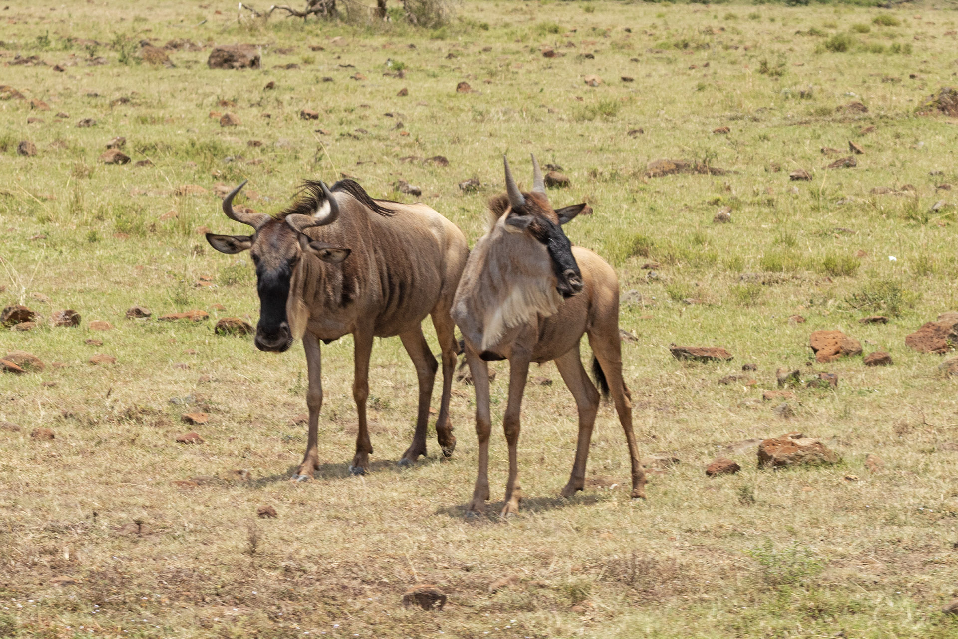 A couple of wildebeest (Sep 26, 2025)