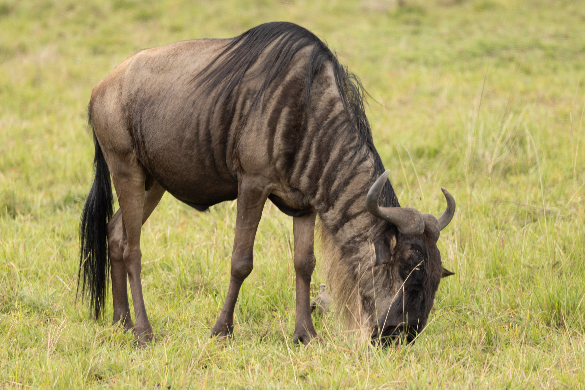 Grazing (Sep 29, 2025)