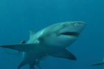 Lemon Shark