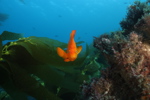 Garibaldi
