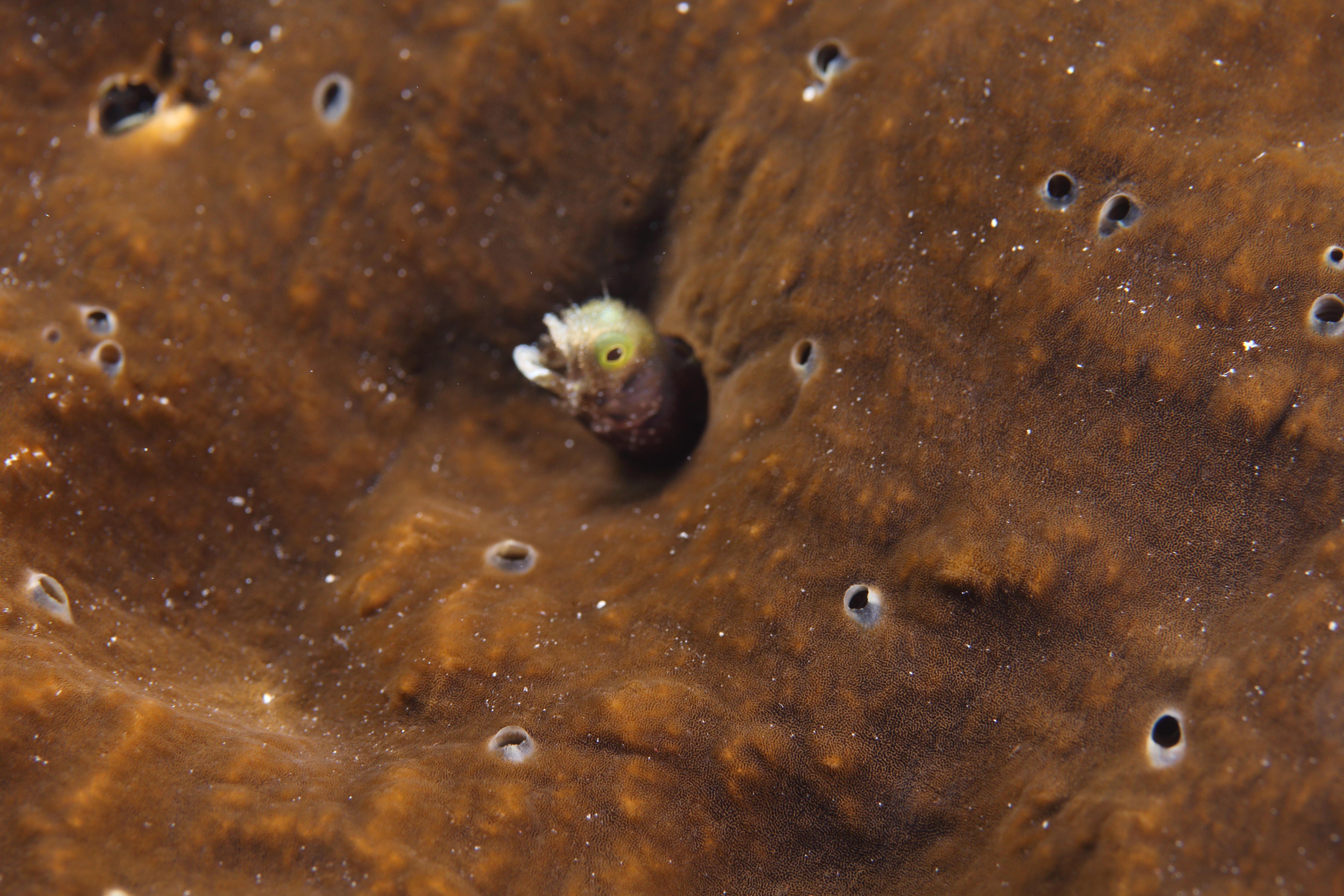 Blenny (Sep 13, 2018)