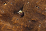 Blenny