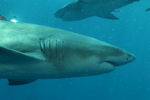 Lemon Shark