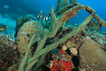Reef Life