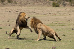 Lion Fight Thumbnail (Sep 28, 2025)