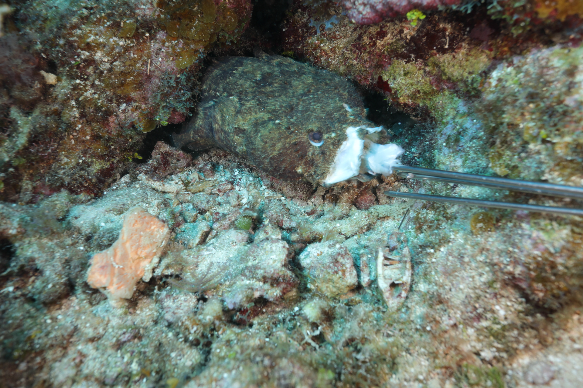 Toadfish (Jun 27, 2022)