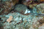 Toadfish