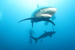 Silky Shark