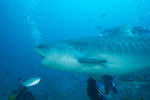 Tiger Shark