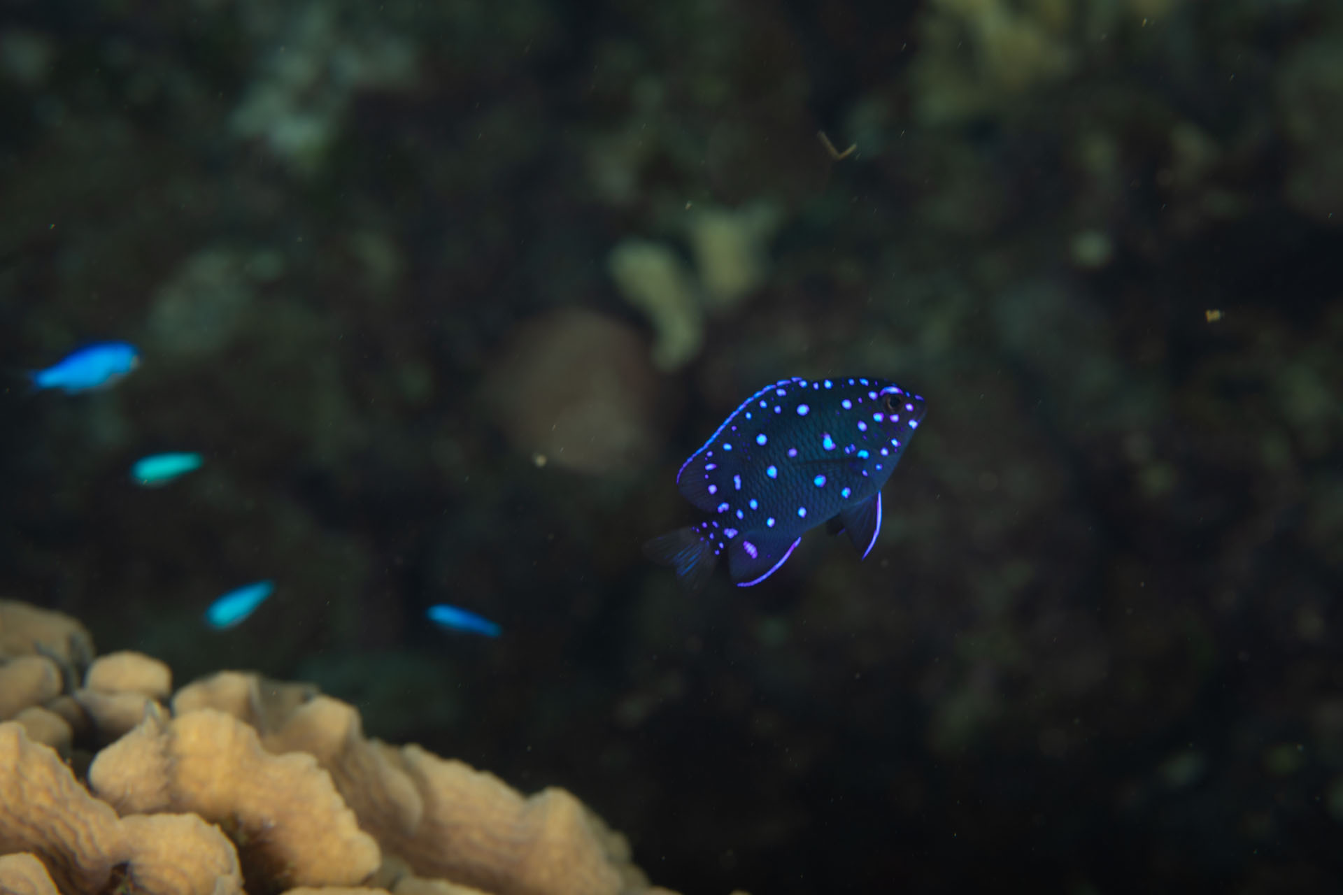 Juvenile Yellowtail Damselfish (Jul 1, 2022)