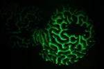 Bioflourescence
