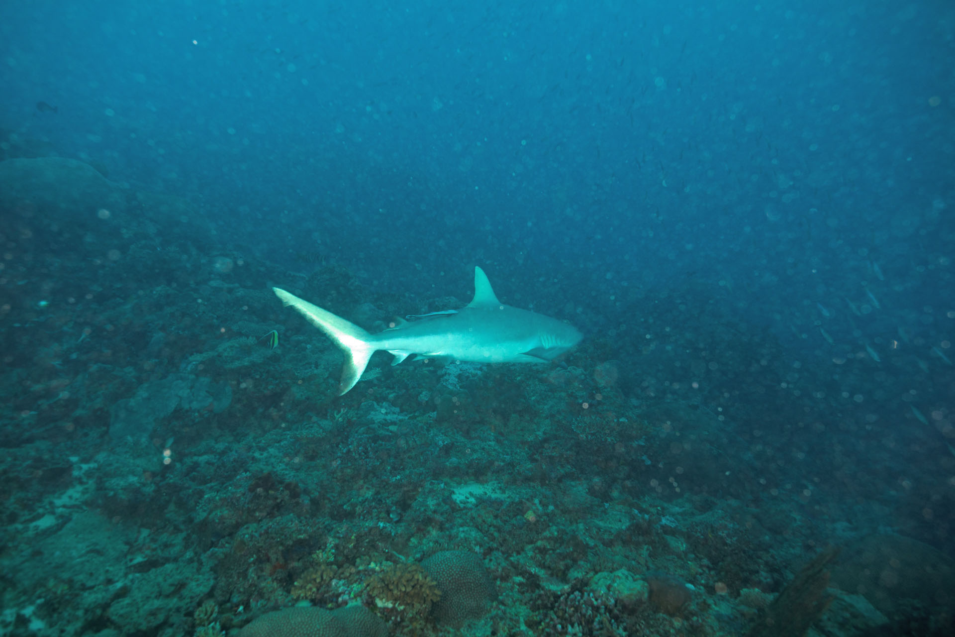 Blacktip Shark (Dec 26, 2021)
