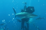 Silky Shark