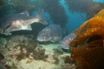 Three Giant Sea Bass