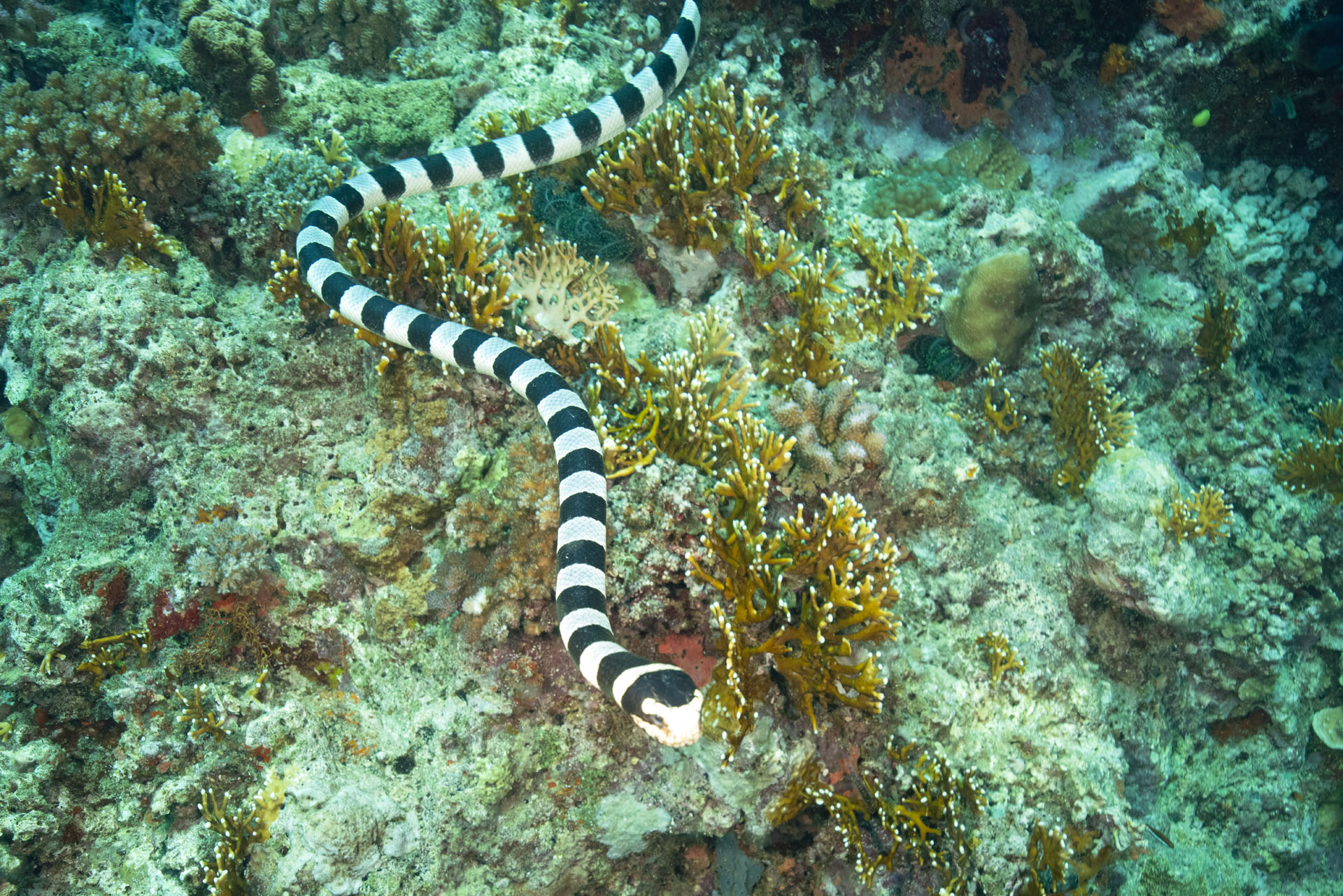 Saddled Sea Snake (Apr 29, 2024)