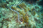 Saddled Sea Snake