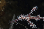 Ornate Ghost Pipefish