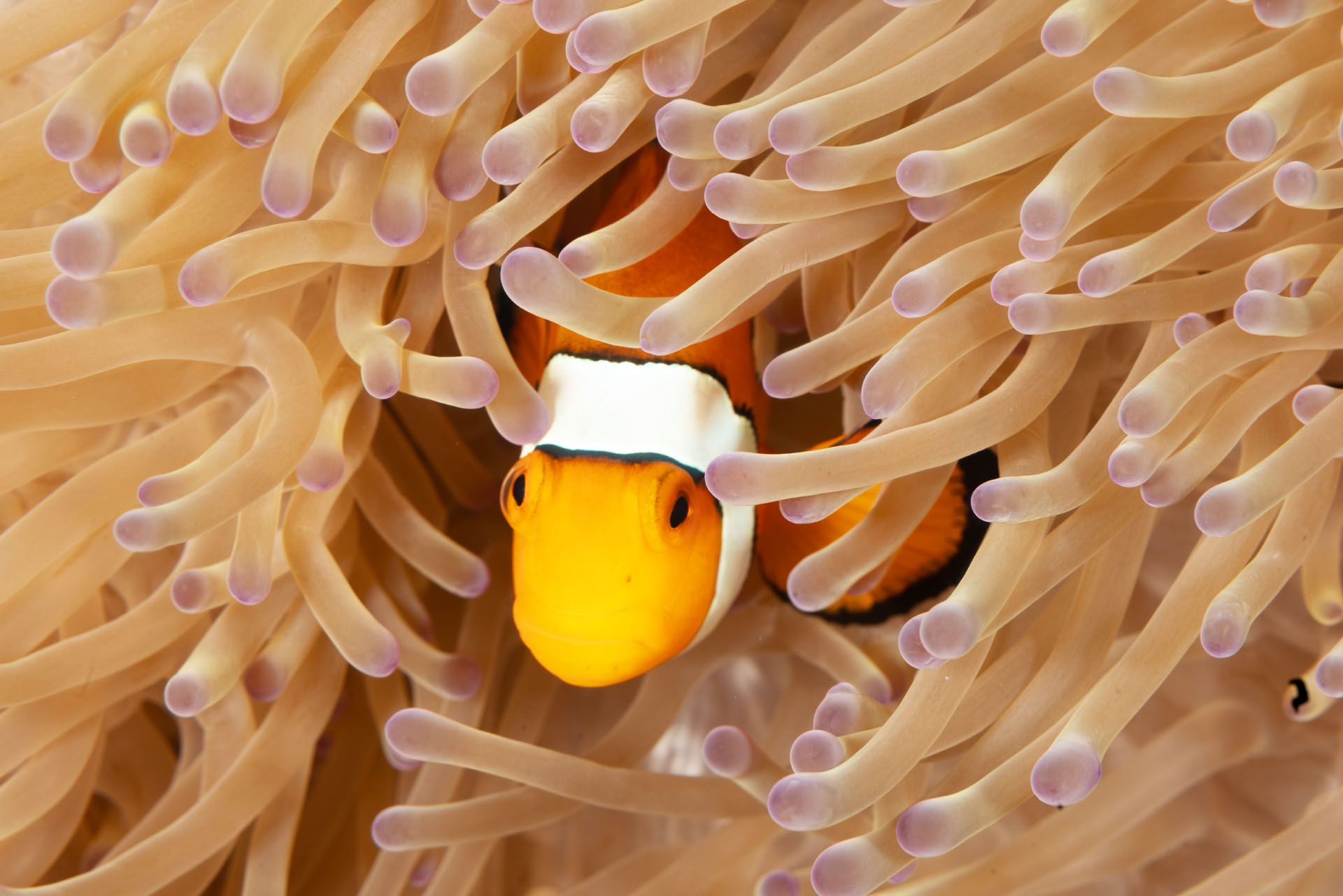 Anenome Fish (Jan 23, 2026)