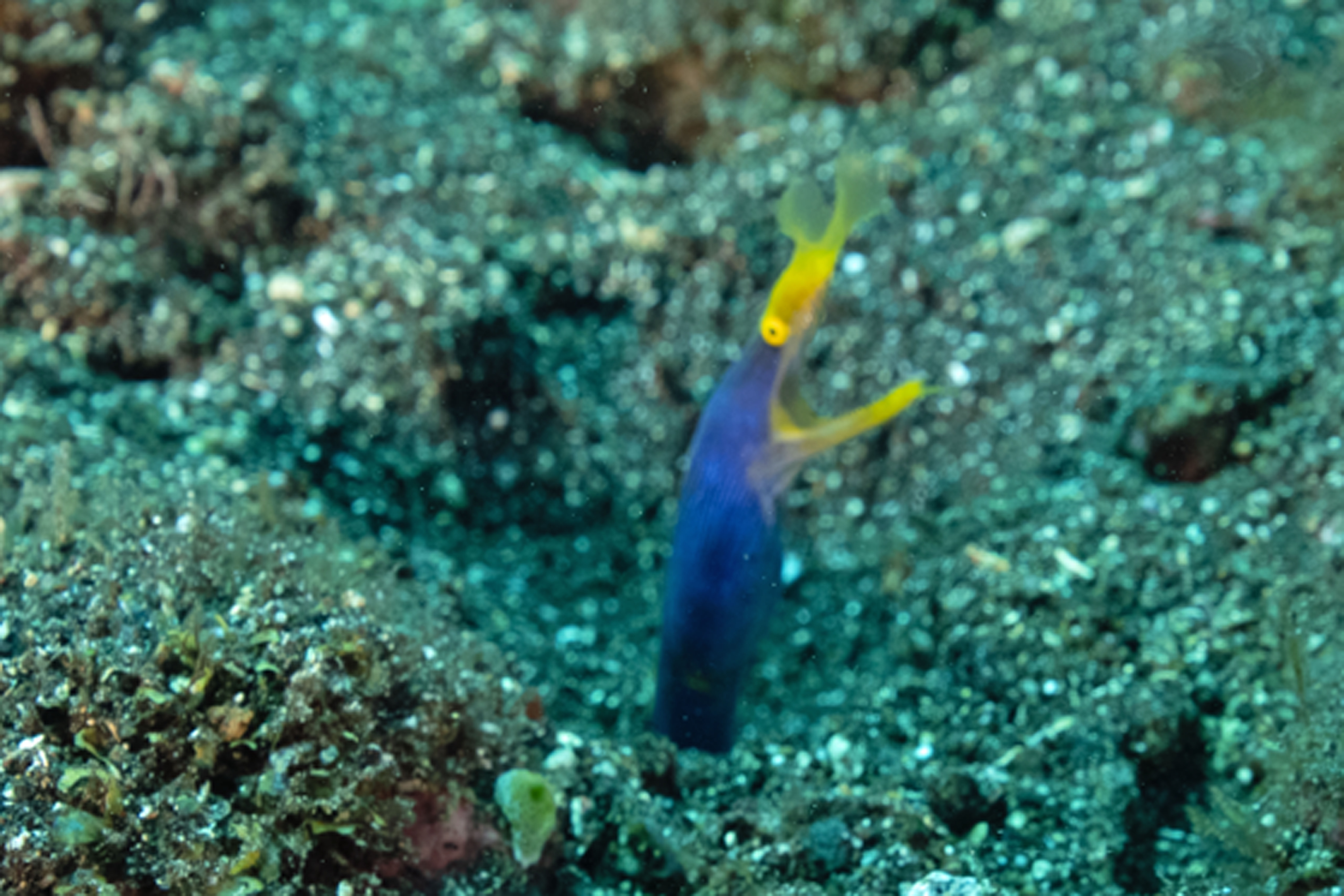Juvenile Ribbon Eel (Oct 6, 2023)