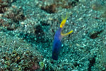 Juvenile Ribbon Eel