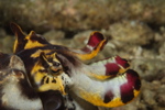 Flamboyant Cuttlefish