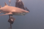 Lemon Shark