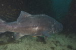 Giant Sea Bass
